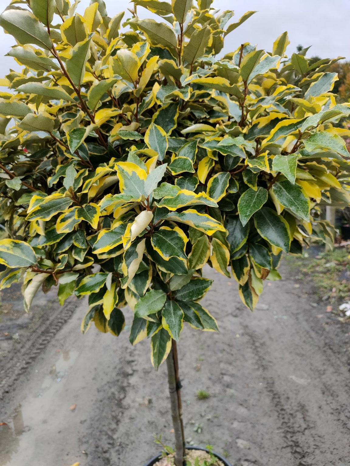 Elaeagnus ebbingei 'Gilt Edge' 1/2 std -80-100cm clear stem image 0