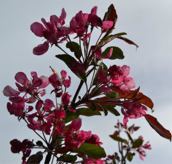 Malus 'Sun Rival' 10L pot image 0