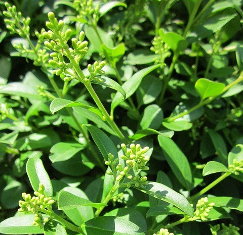 Ligustrum vulgare (Wild Privet) - Root Balled - 150-175cm image 0