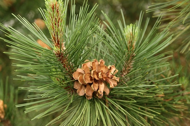 Pinus sylvestris (Scots Pine) -Root Balled -  Available Nov-March image 0