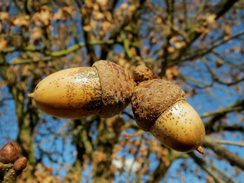 Quercus robur (English Oak) - Bareroot image 0