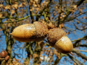 Quercus robur (English Oak) - Bareroot image 0