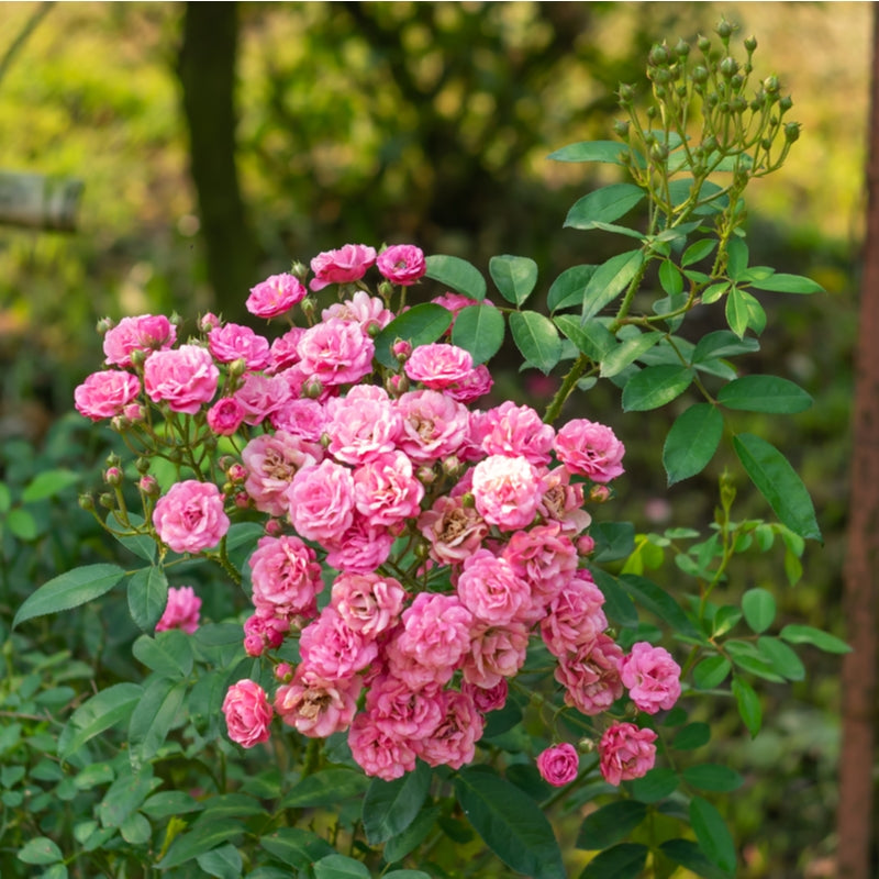 Rosa 'The fairy' - Bareroot - 30-45cm image 0