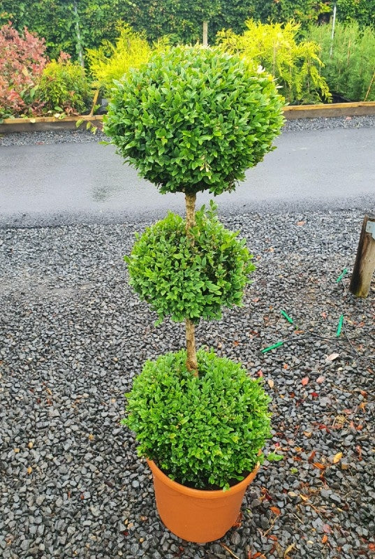 Buxus semperviens -Triple Globe- 10L Pot image 0
