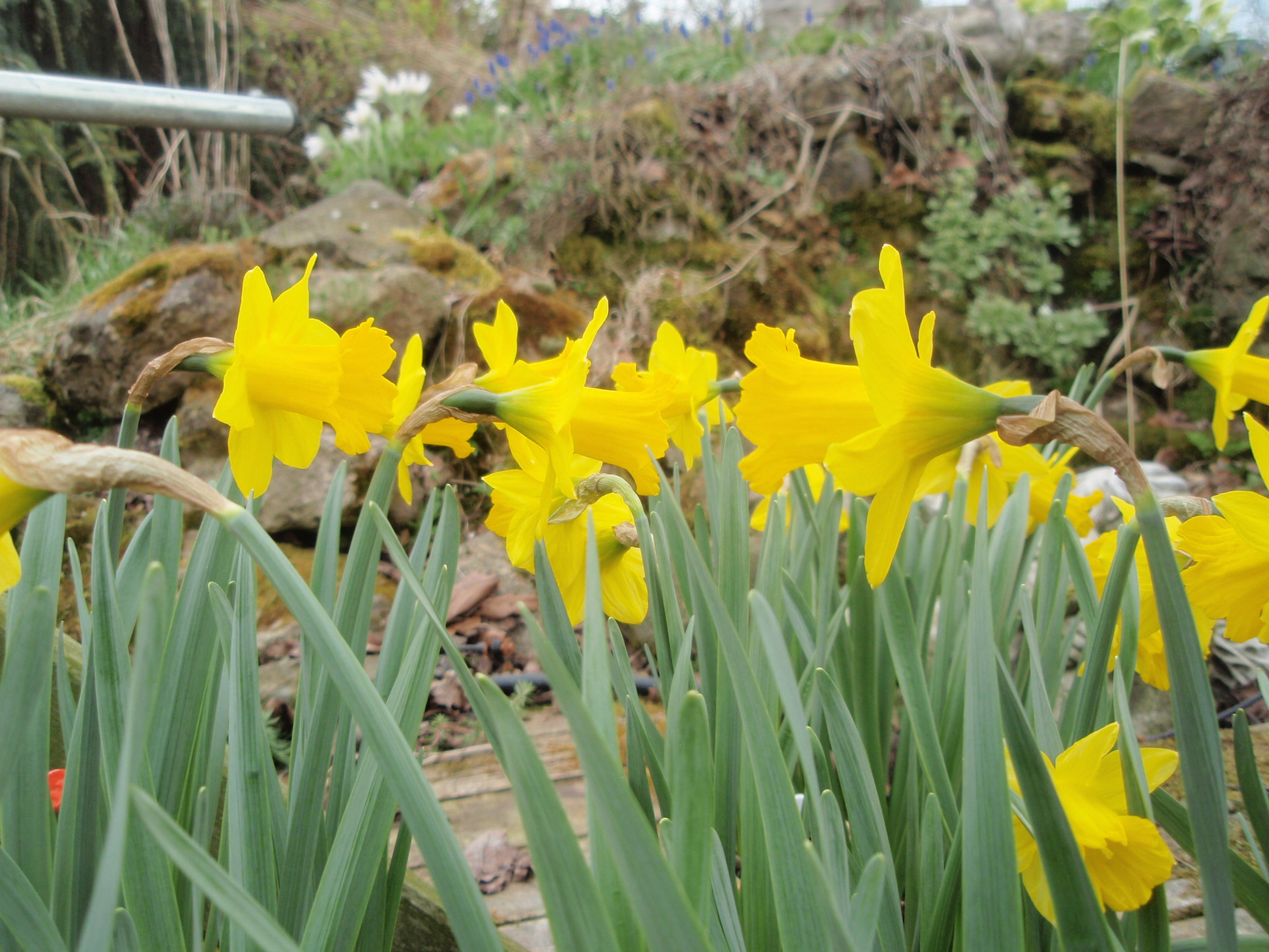 Narcissus obvallaris Tenby Daffodil Available October - March image 0