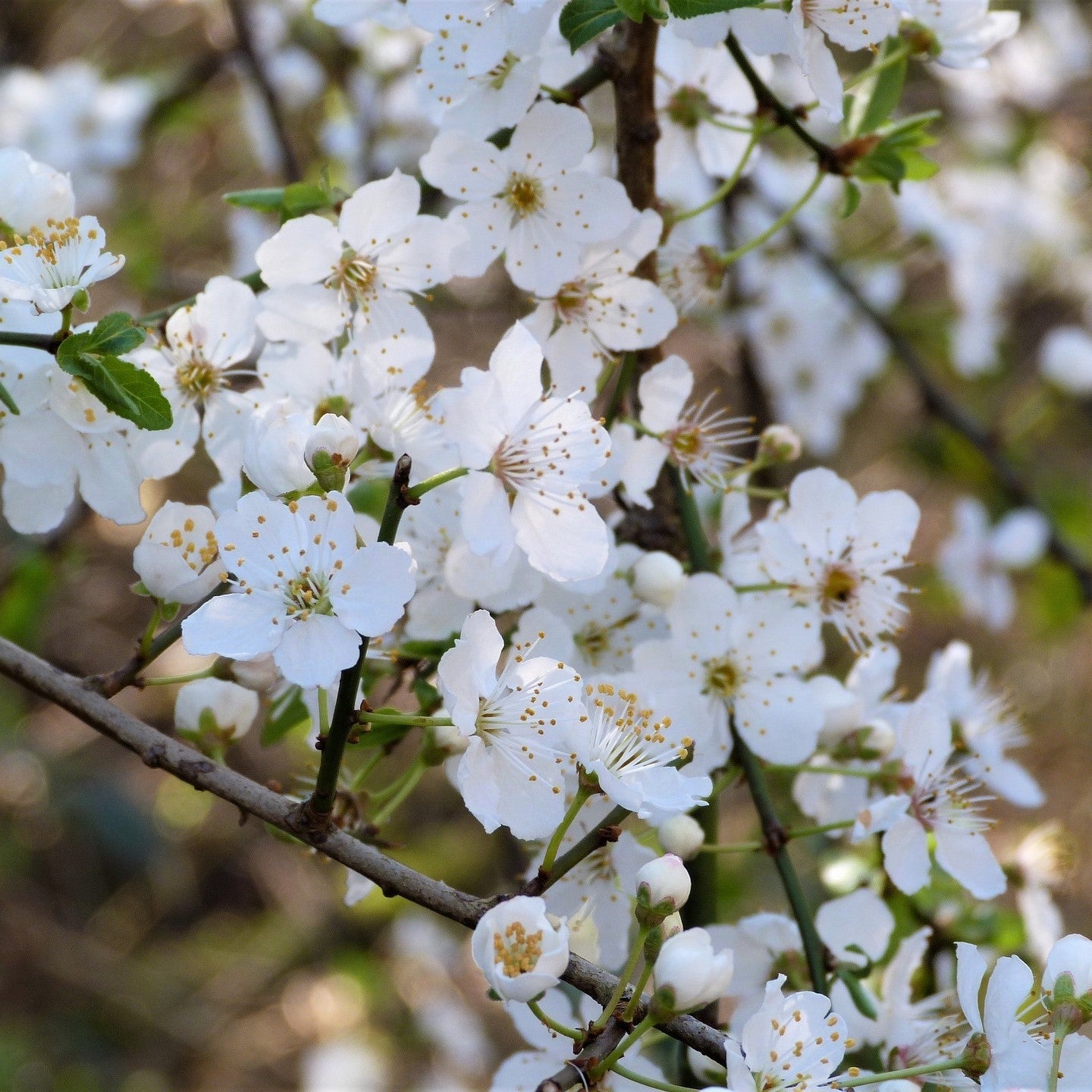 Chaenomeles speciosa 'Nivalis' - 2L Pot image 0