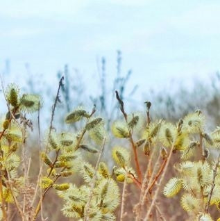 Salix daphnoides - 10L pot image 0