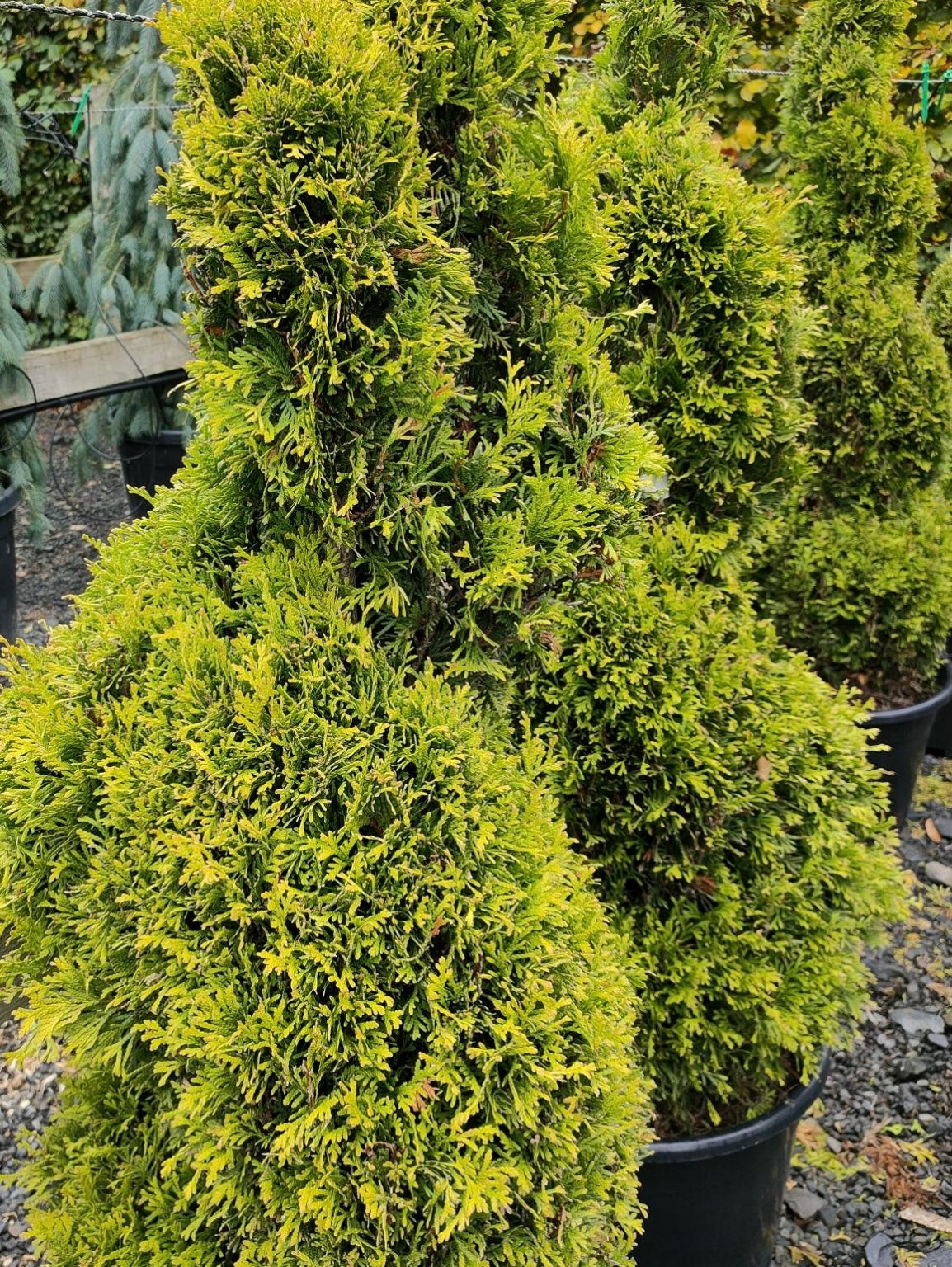 Thuja 'Forever Goldy' Spirals - 100-120 cm image 0