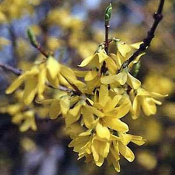 Forsythia intermedia 'Lynwood' - Bareroot - 60-90cm image 0