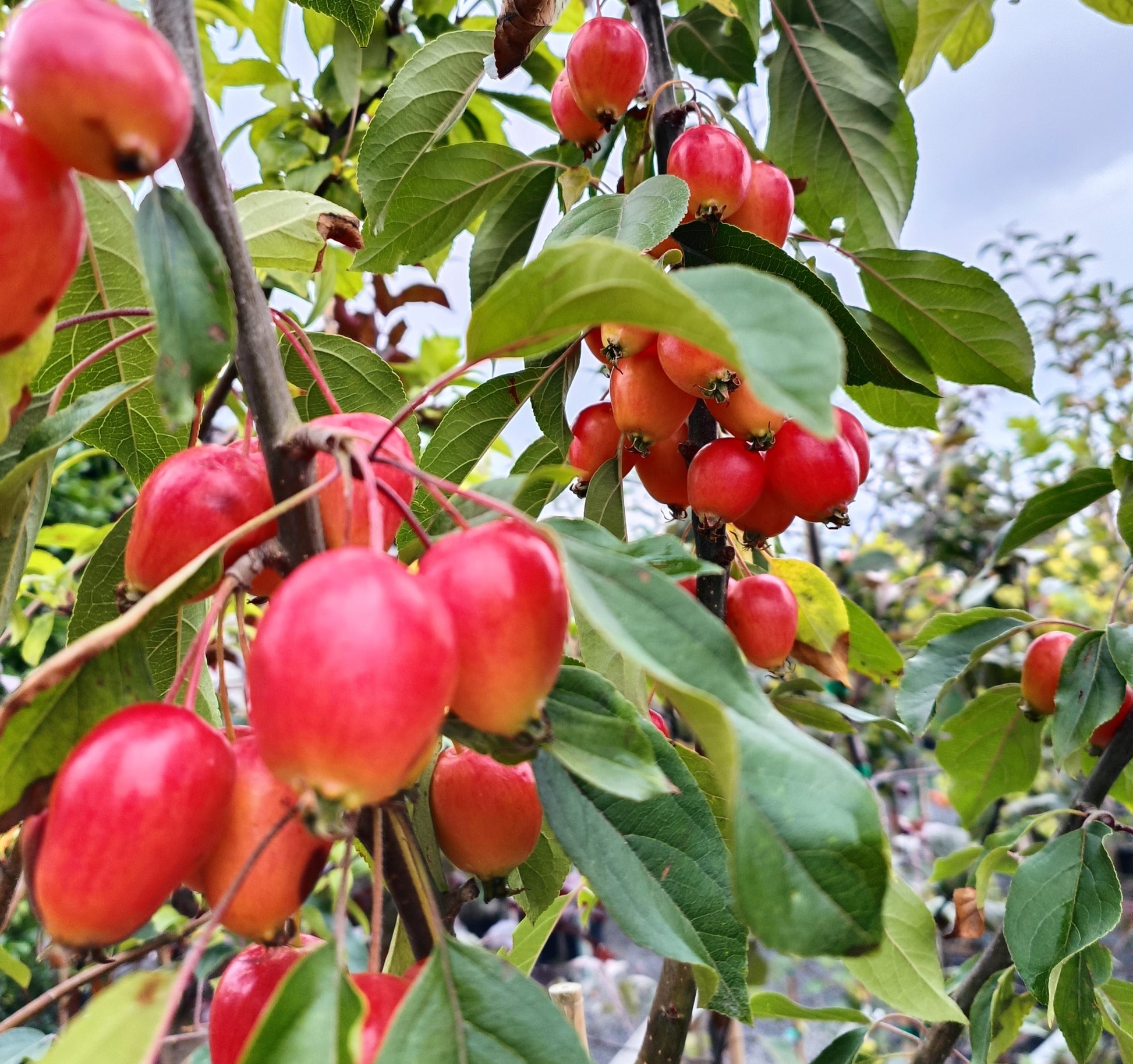 Malus 'John Downie' 10L pot image 1
