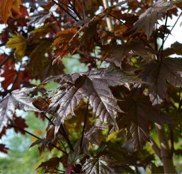 Acer platanoides 'Crimson Sentry' 10L pot image 0