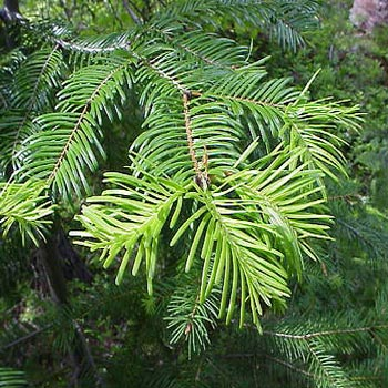 Abies grandis (Grand Fir) - Bareroot - 30-45cm image 0