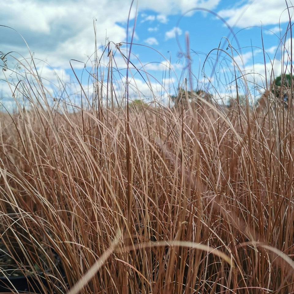 Carex buchananii (New Zealand Sedge) - 2L Pot image 0