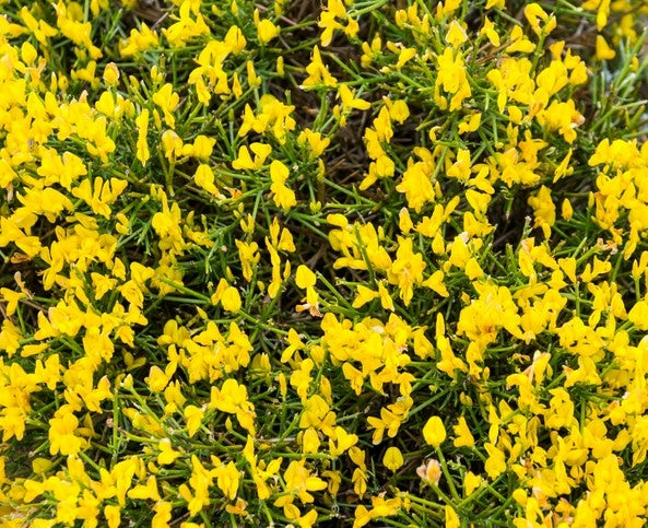 Genista lydia (Lydia Broom)-2L pot image 0