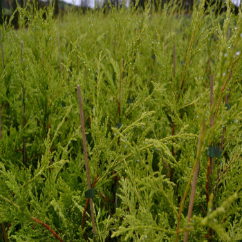 Cupressocyparis leylandii 'Castlewellan Gold' - Potted image 0