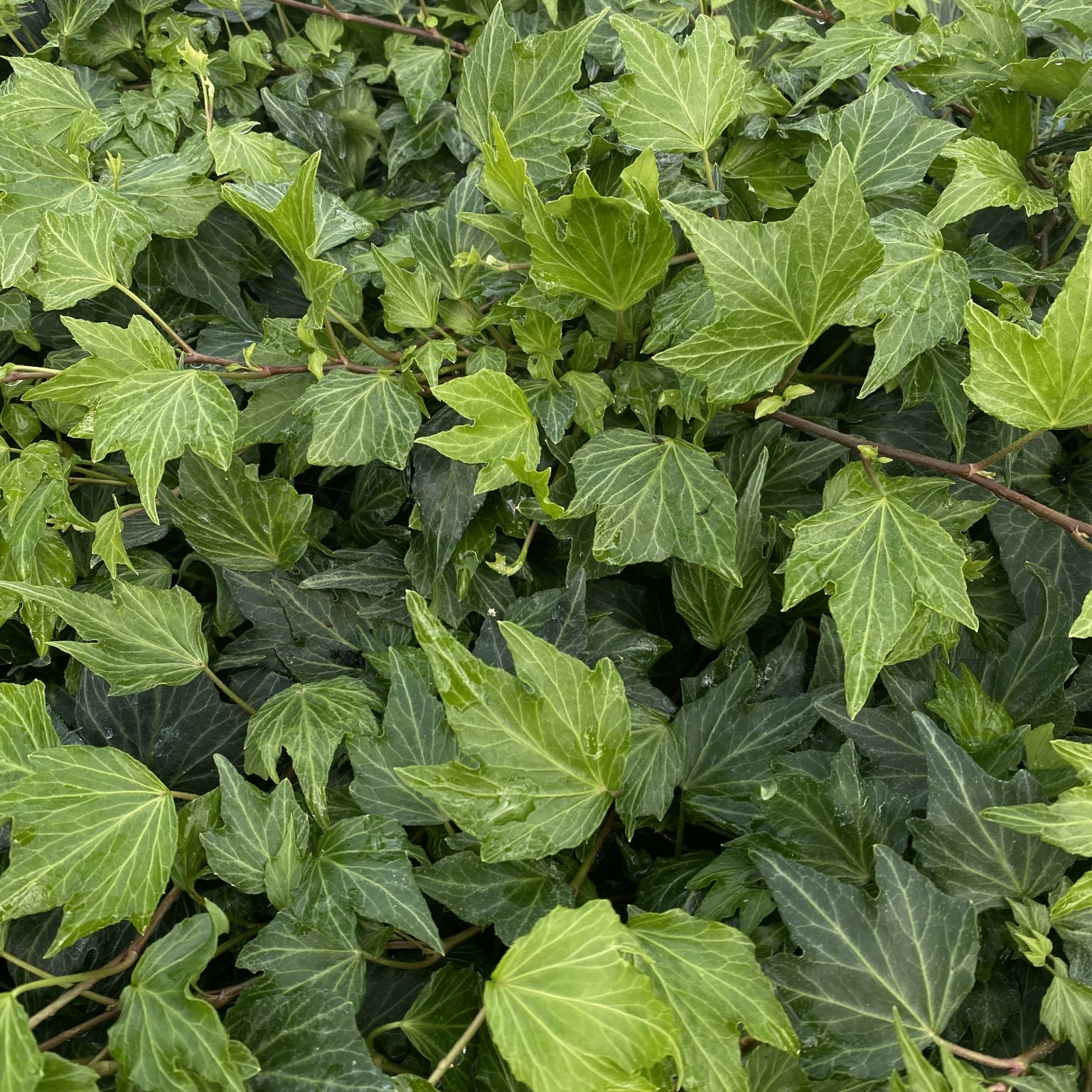 Hedera 'Green Ripple' - 2L Pot image 0