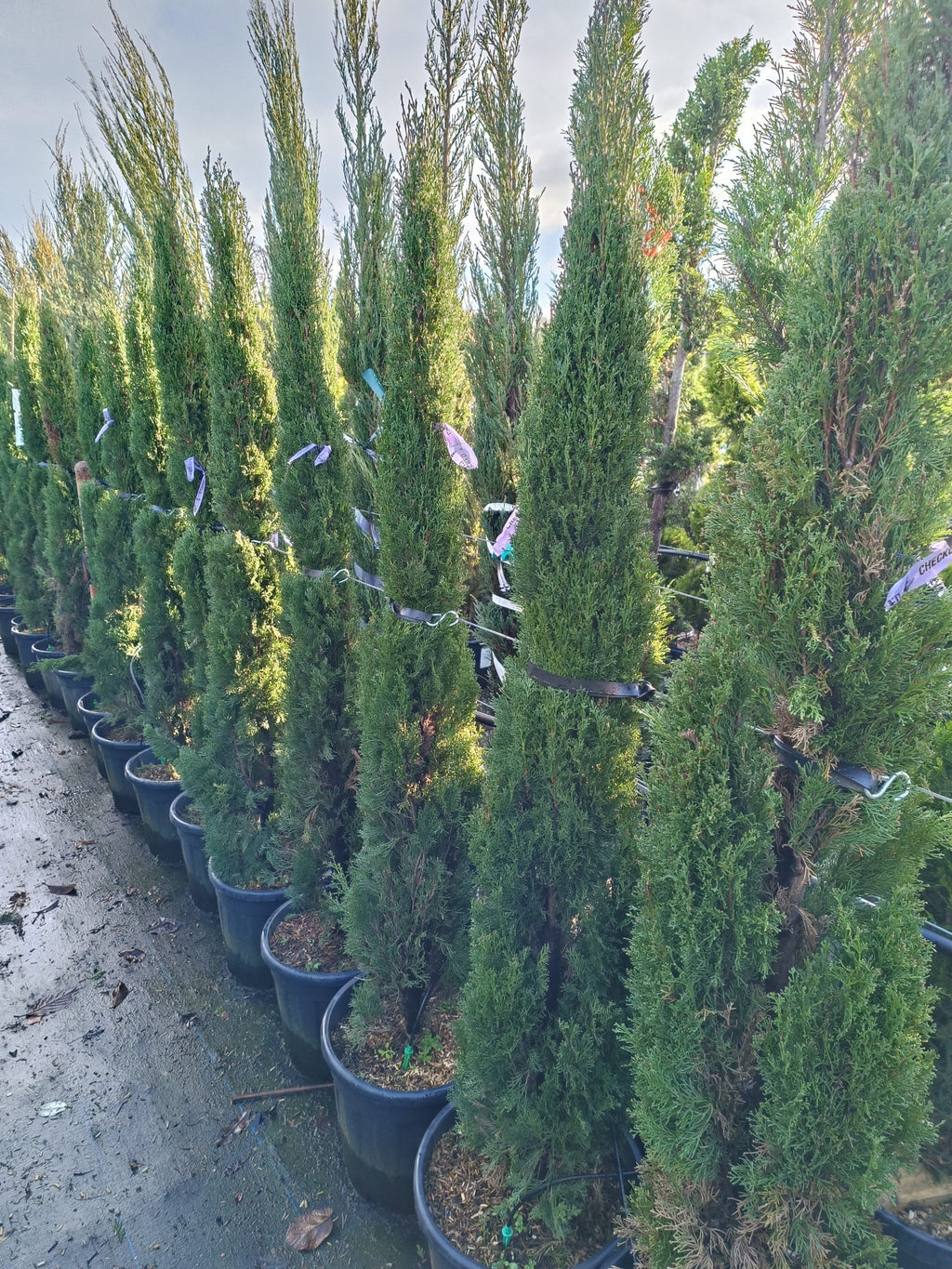 Cupressus sempervirens 'Totem' ( Totem Cypress)-Potted image 0