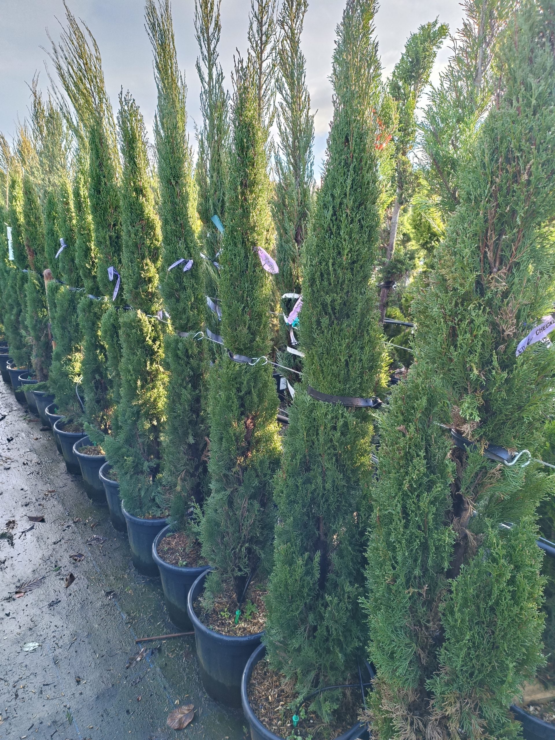Cupressus sempervirens 'Totem' ( Totem Cypress)-Potted image 0