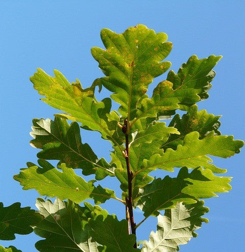 Quercus robur (English Oak) -10L pot image 0