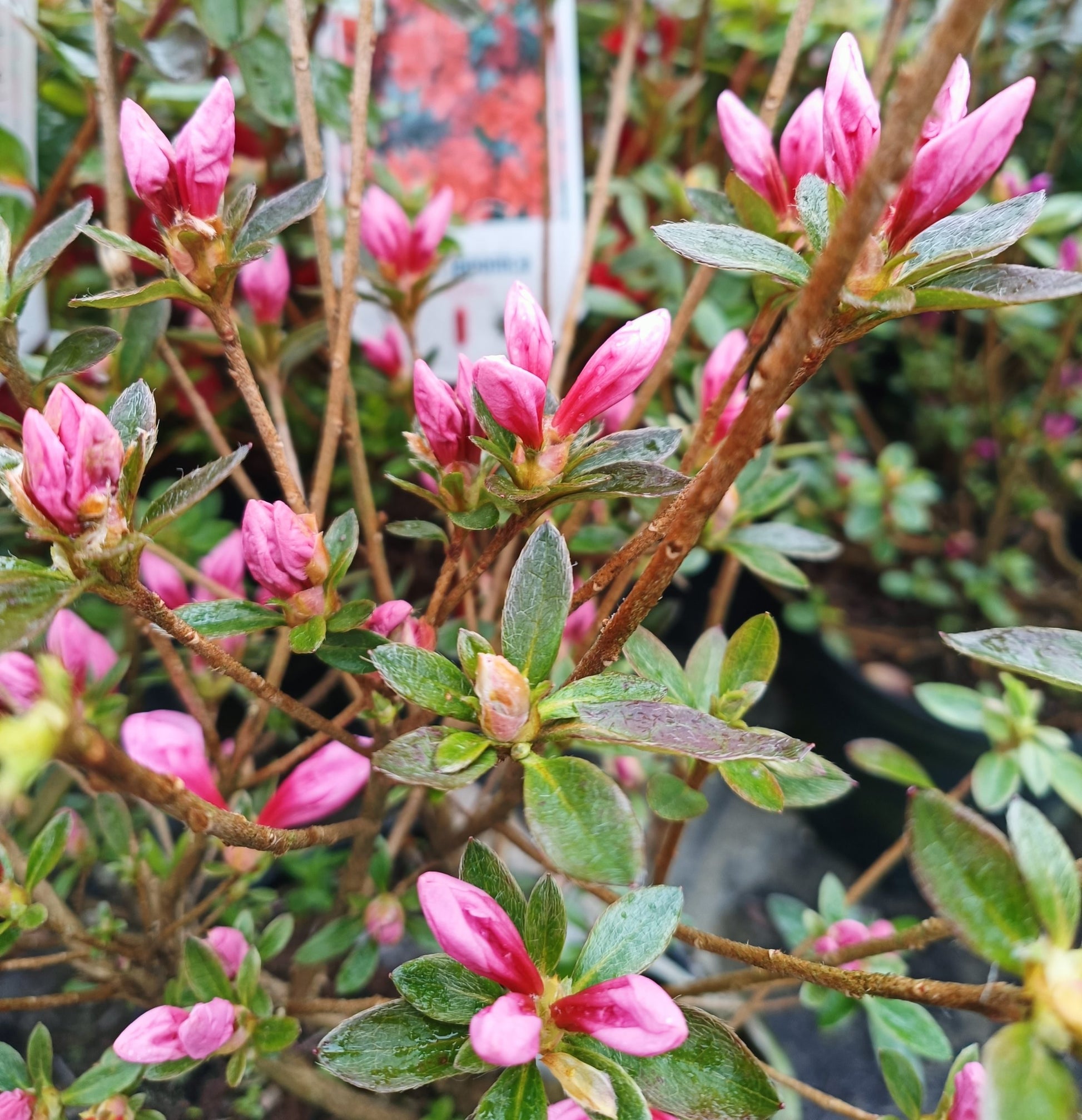 Azalea japonica (Japanese Azalea) - 2L pot image 0