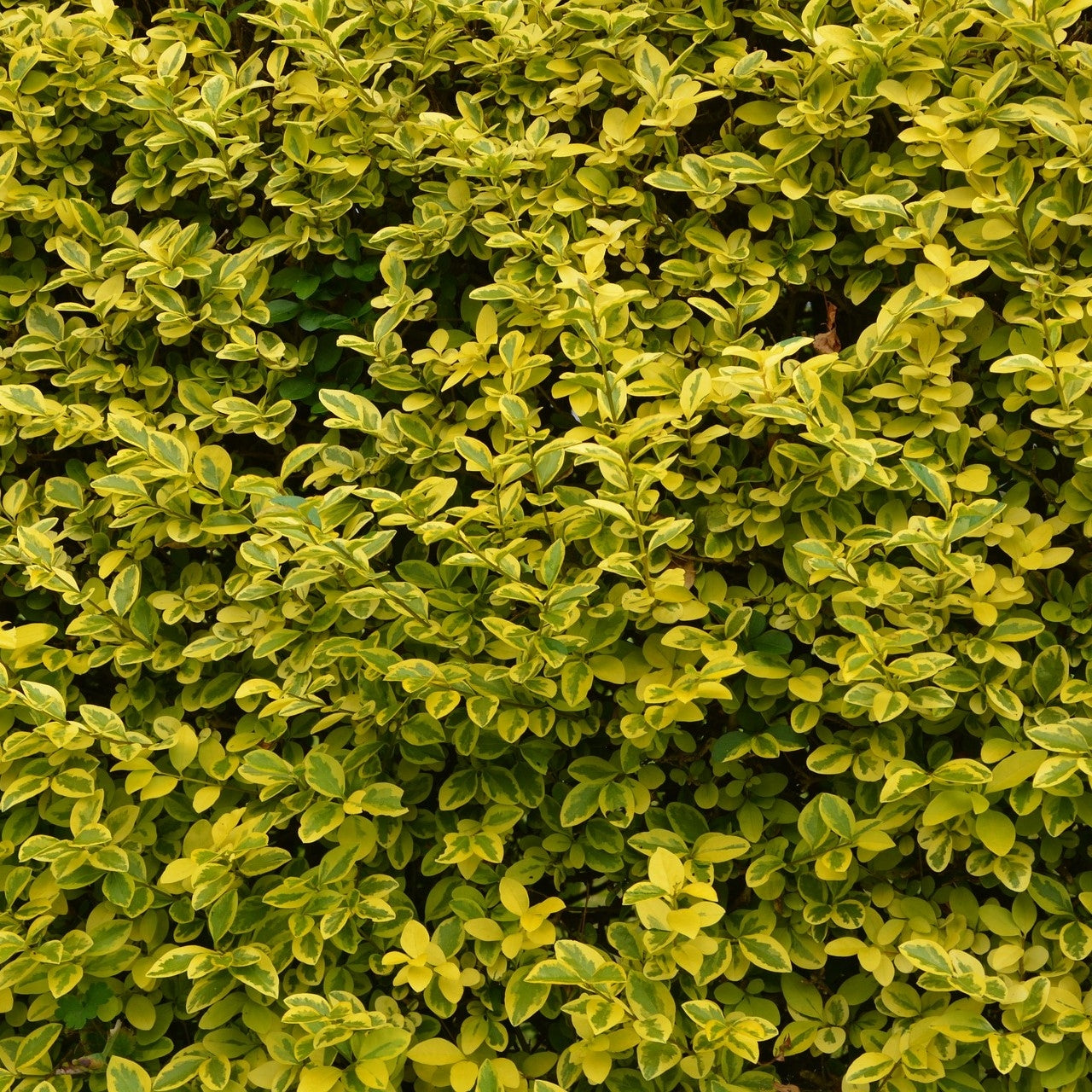 Ligustrum ovalifolium 'Aureum' (Golden Privet) - Potted image 0