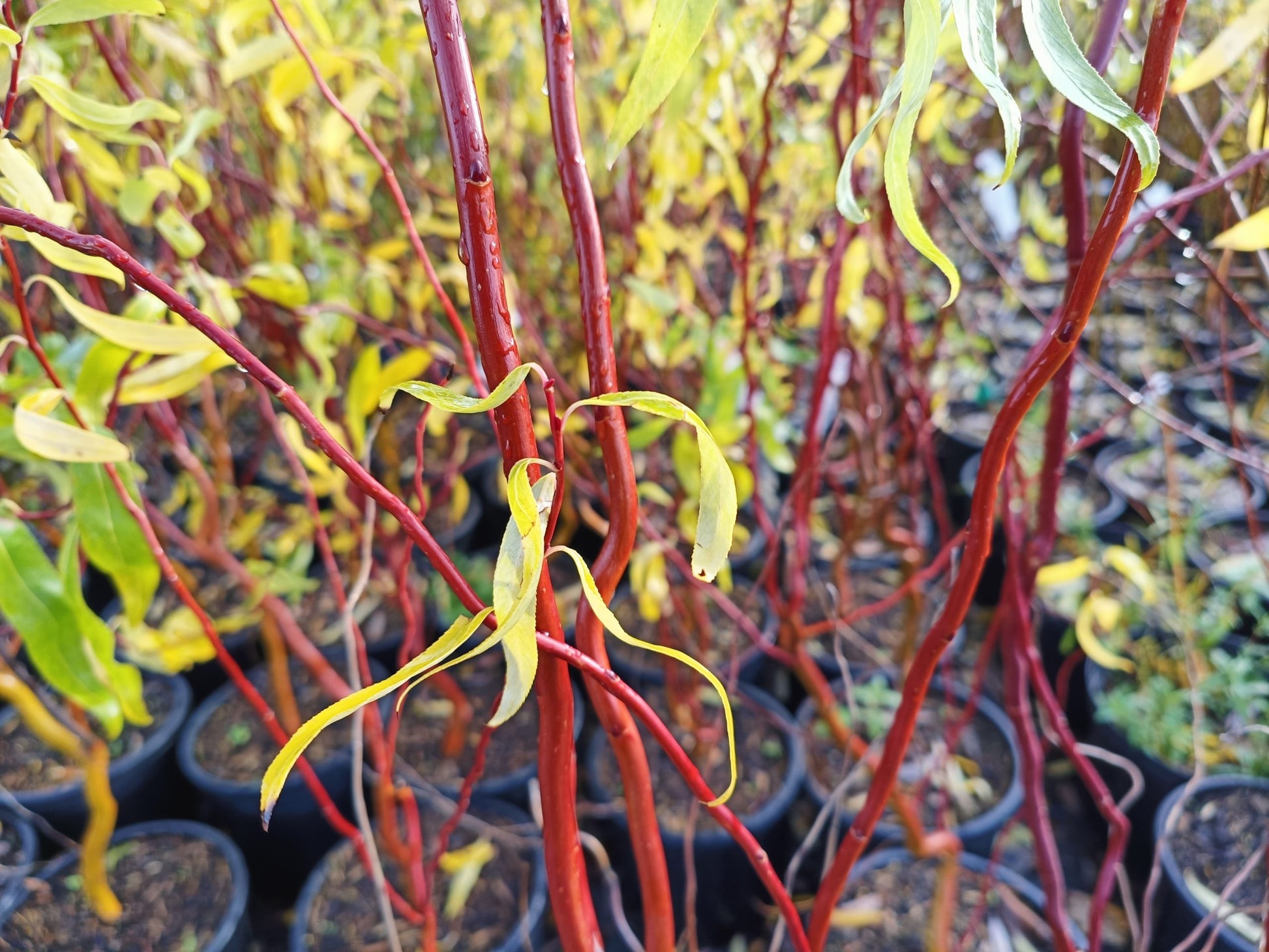 Salix x sepulcralis 'Erythroflexuosa' 10L pot-120-150 image 0