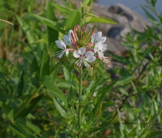 Gaura lindheimeri 'Whirling Butterflies' -2L pot image 0