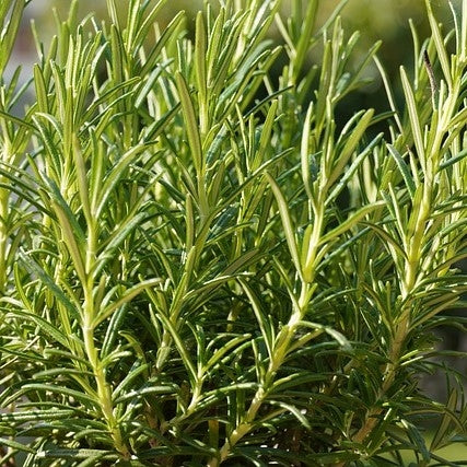 Rosmarinus officinalis (Rosemary) - 2L Pot image 0