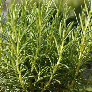 Rosmarinus officinalis (Rosemary) - 2L Pot image 0