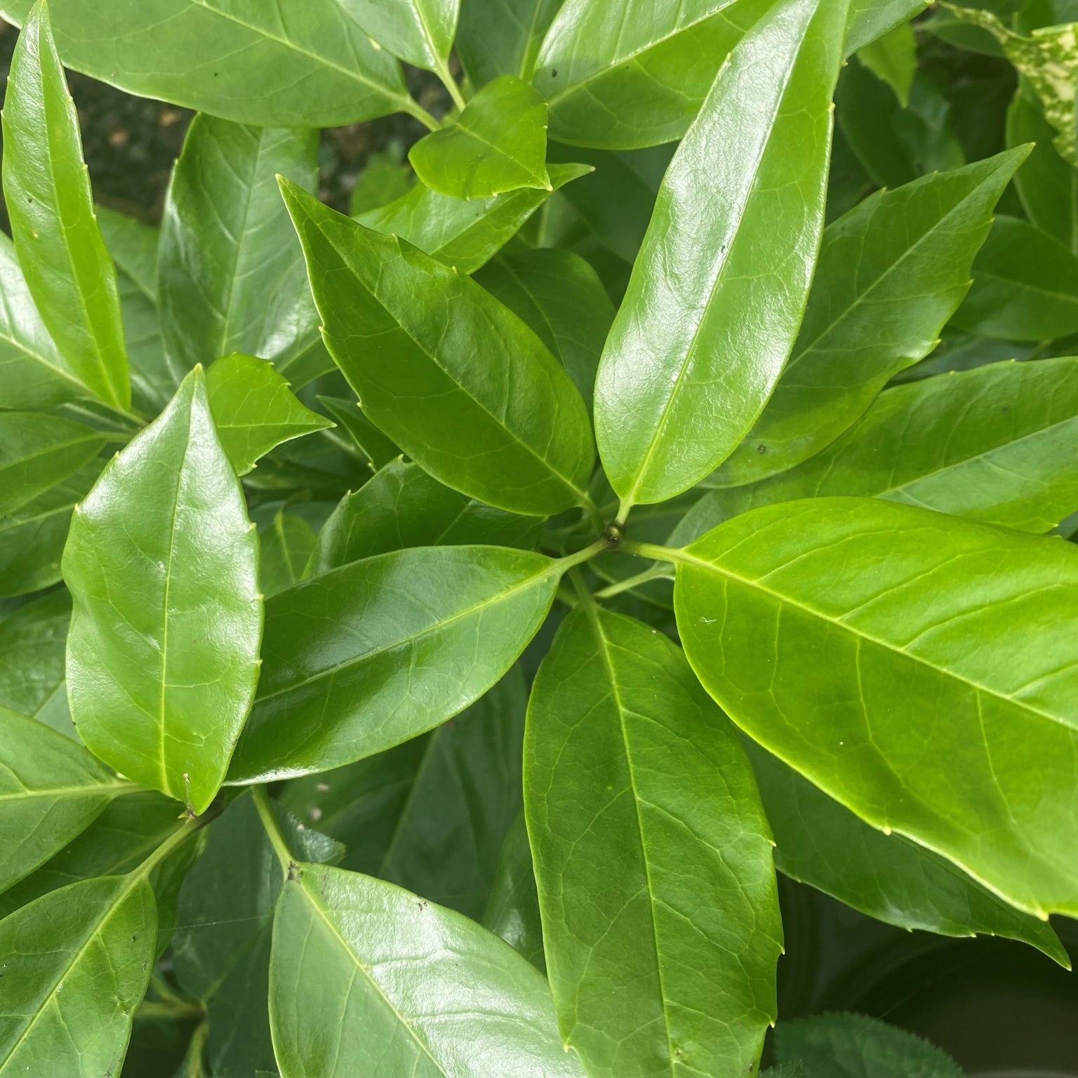 Aucuba japonica 'Rozannie' - 2L pot image 0