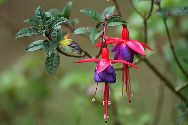 Fuchsia 'Tom Thumb'- 2L- Pot image 0