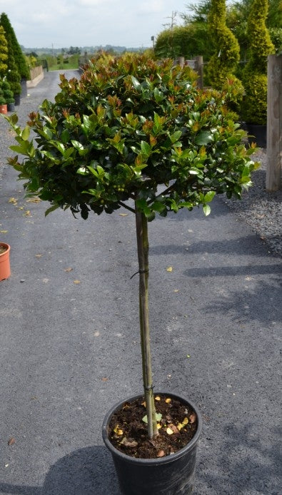 Ilex x meserveae 'Blue Maid'-clear stem image 0