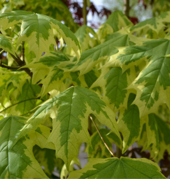 Acer platanoides 'Drummondii' 10L pot image 0