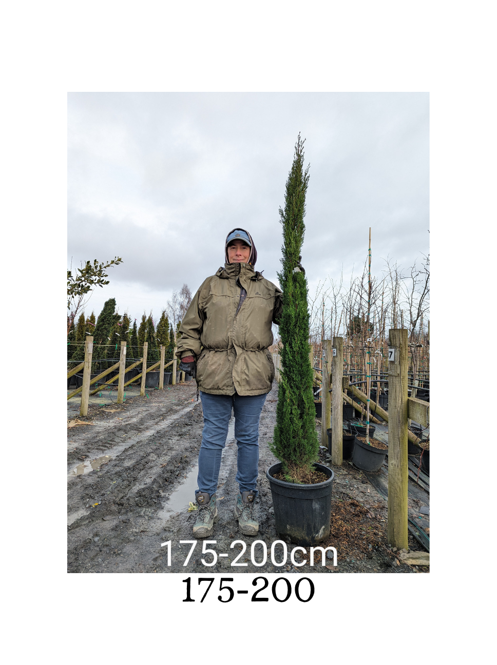 Cupressus sempervirens 'Totem' ( Totem Cypress)-Potted image 3
