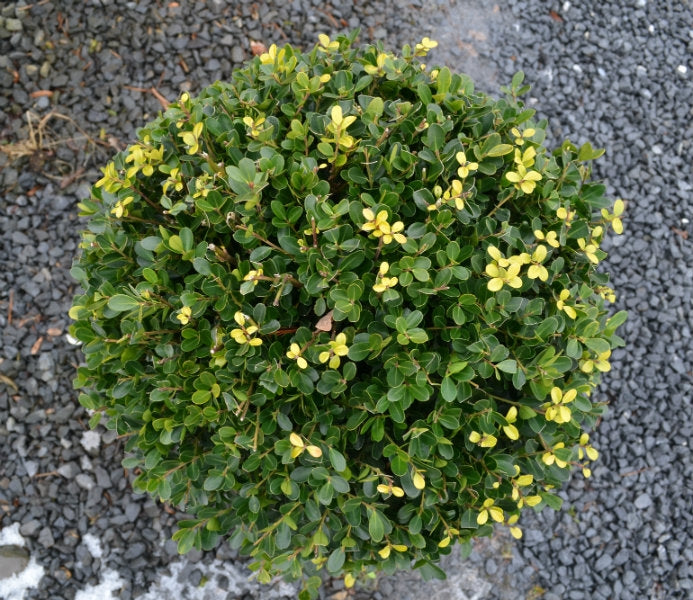 Ilex crenata (Japanese Holly)  - Ball image 0