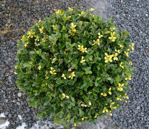 Ilex crenata (Japanese Holly)  - Ball image 0