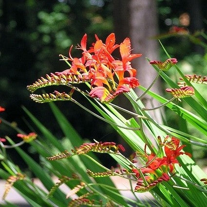 Crocosmia 'Lucifer' (Montbretia)- 2L - Pot image 0