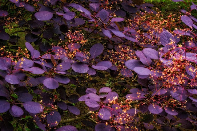 Cotinus coggygria 'Royal Purple' (Smoke Bush)-C15 potted image 0