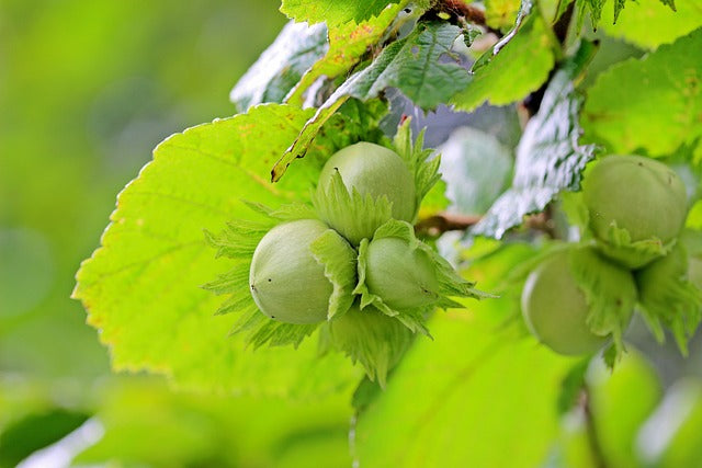 Corylus avellana - European Hazel Tree, Root Balled
