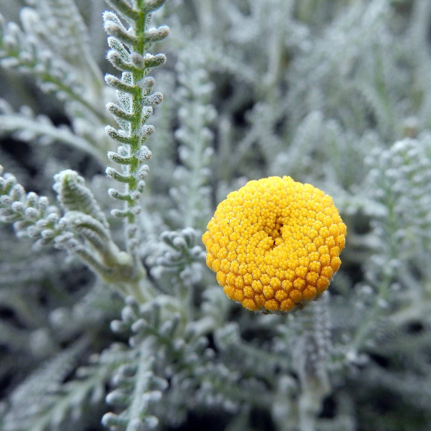 Santolina chamaecyparissus - 2L - Pot image 0