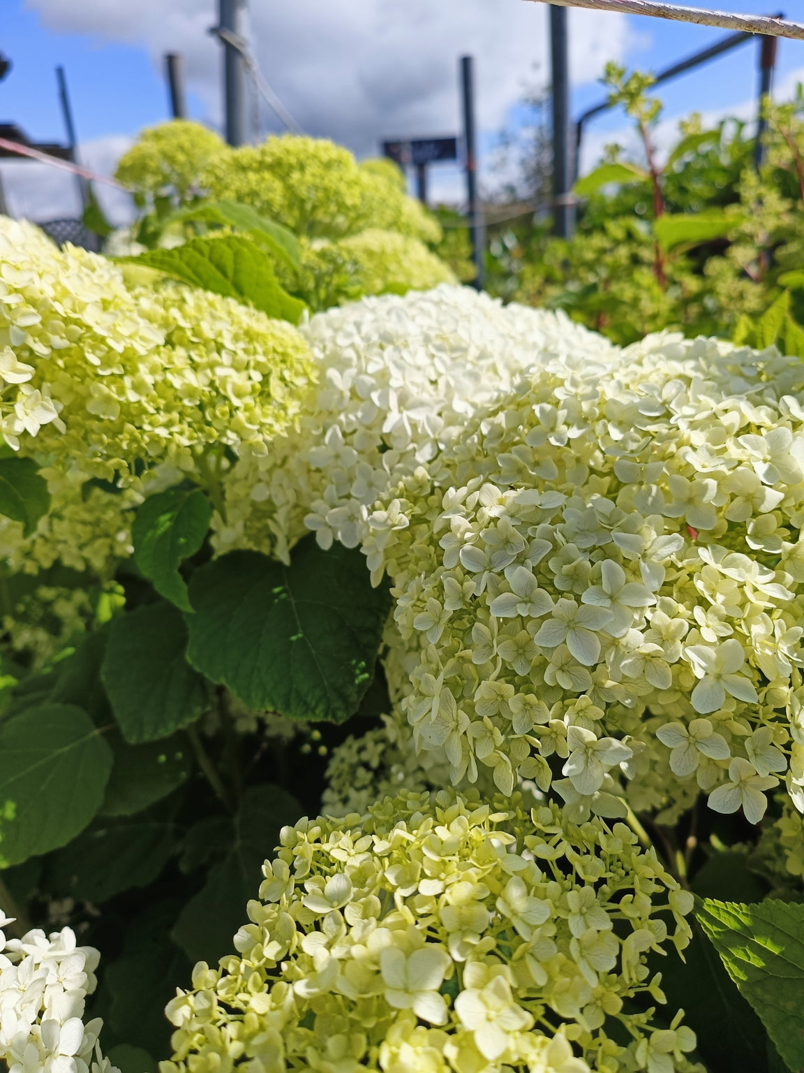 Hydrangea arborescens 'Annabelle' -10L pot image 0