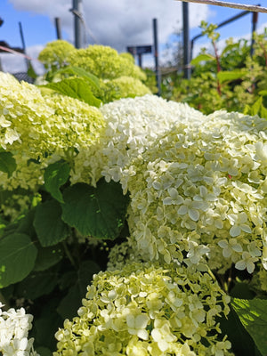 Hydrangea arborescens 'Annabelle' -10L pot image 0