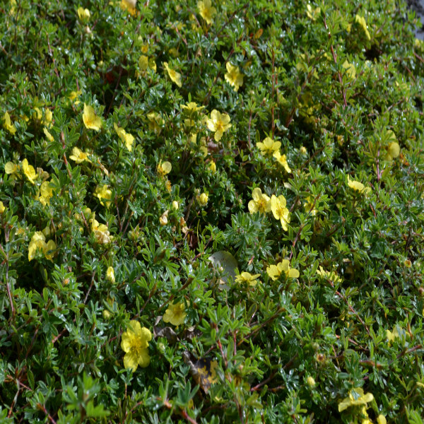 Potentilla fruticosa 'Elizabeth' - 2L Pot - 20cm+ image 0