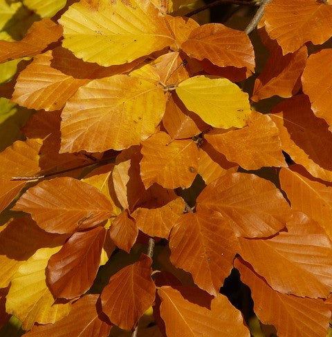Fagus sylvatica (Green Beech) - 2L pot image 0