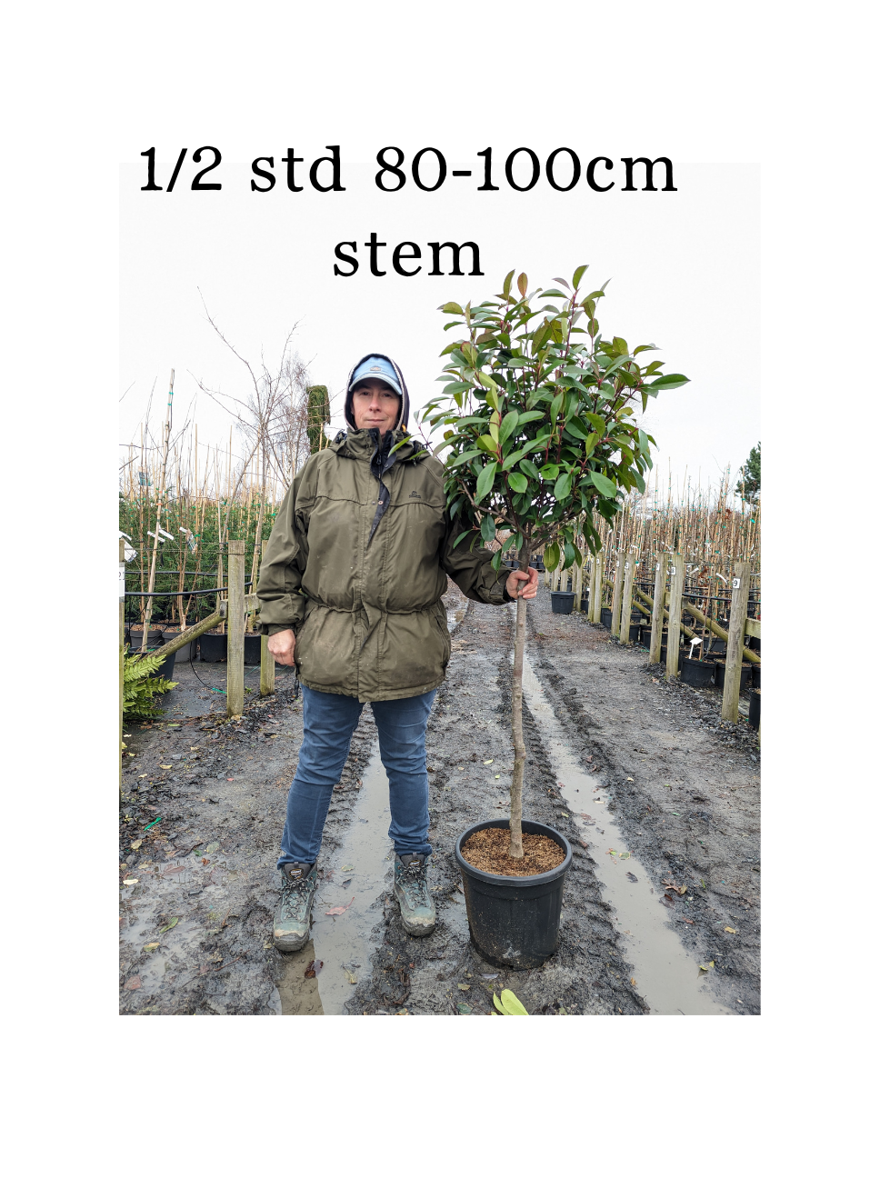 Photinia 'Red Robin' 1/2 std -10L pot - 90-100cm clear stem image 2