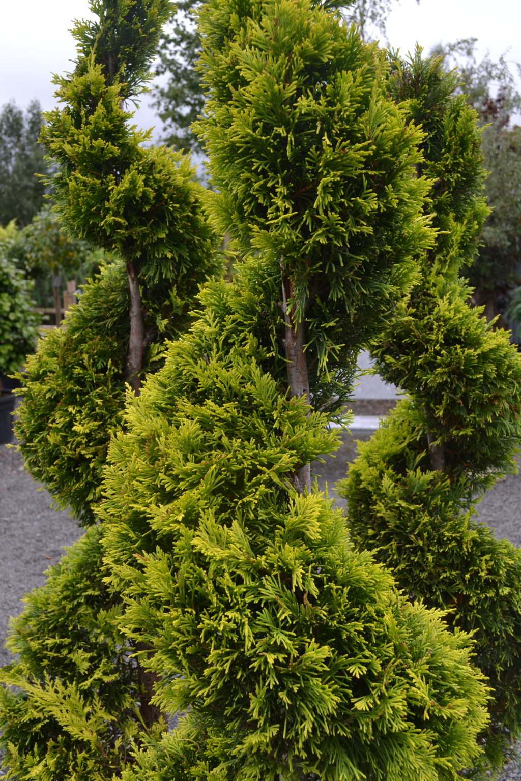 Cupressocyparis leylandii 'Castlewellan Gold' Spiral 175-200cm image 0