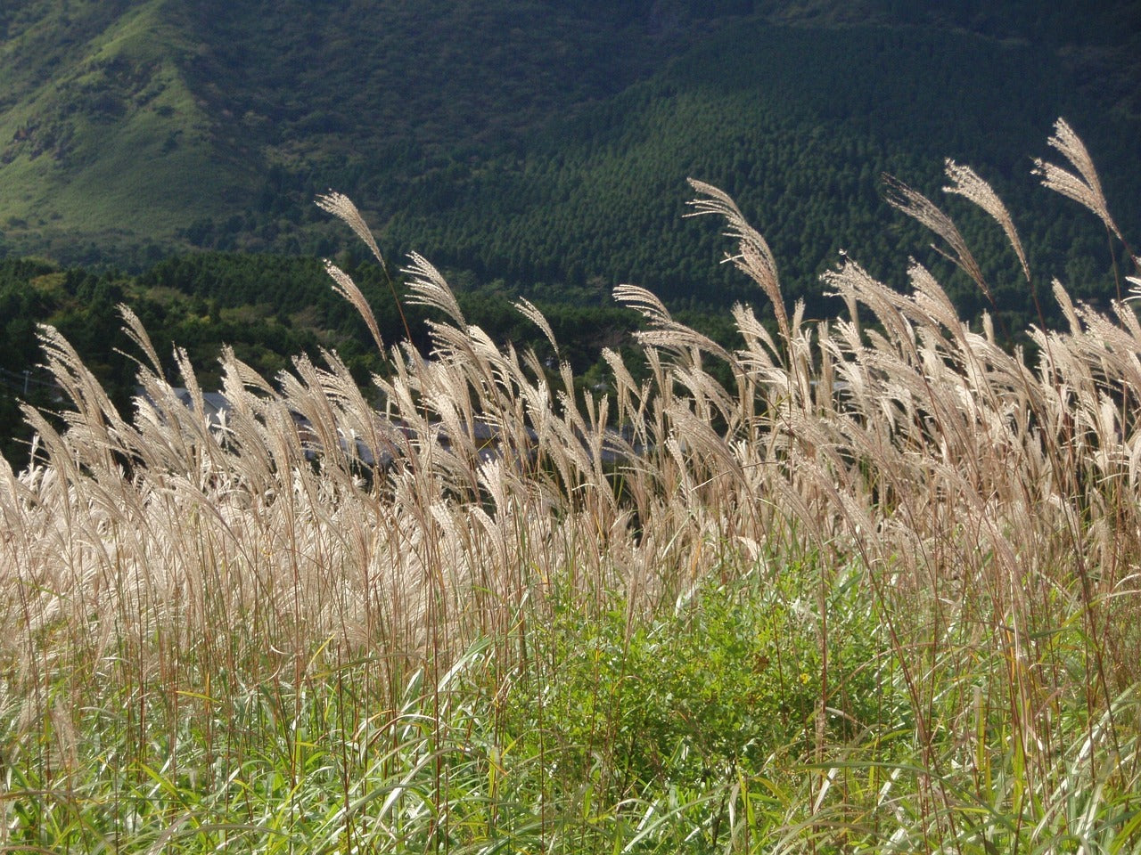 Miscanthus sinensis (Chinese Silver Grass) -2L pot image 0