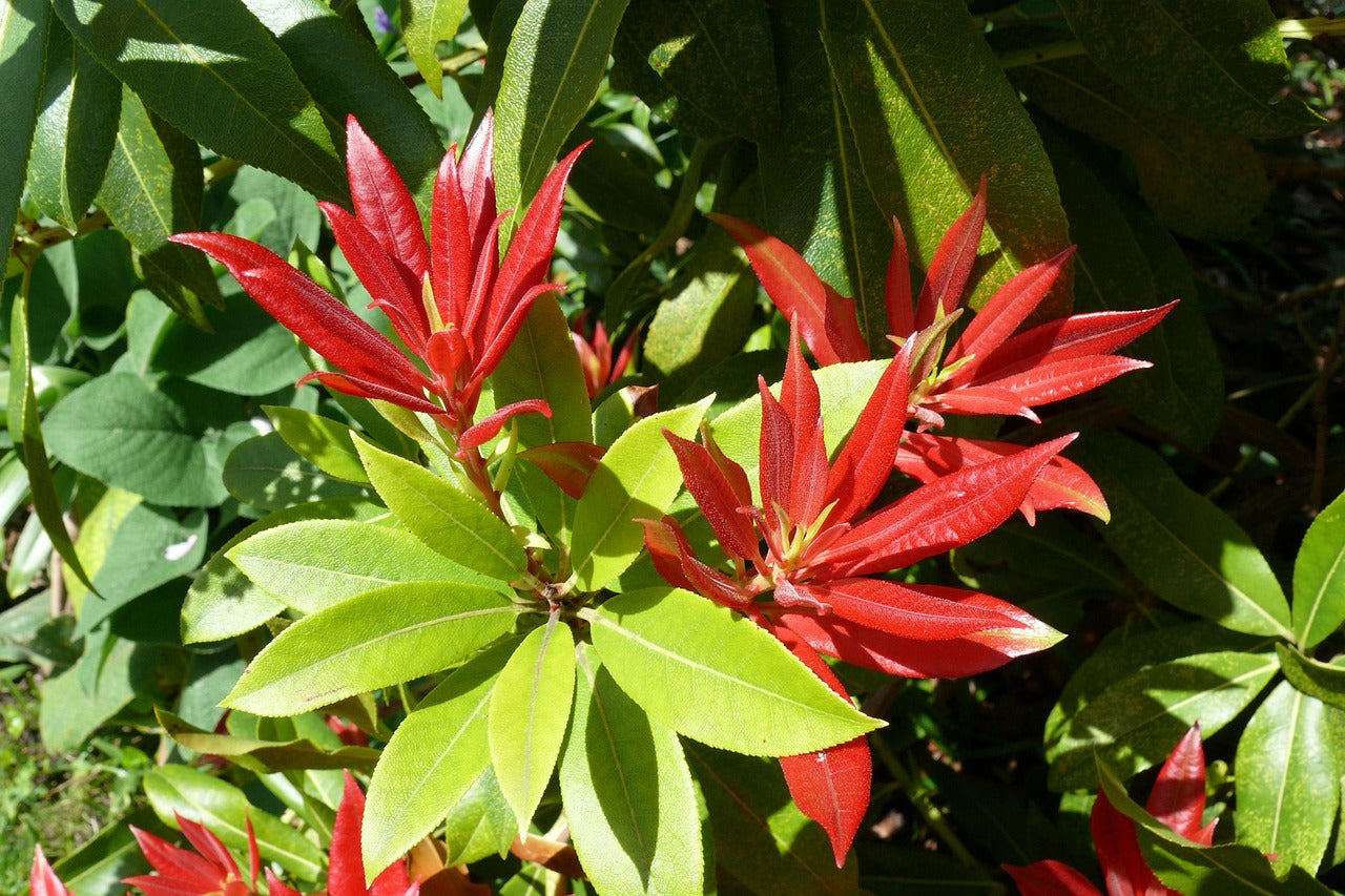 Pieris 'Forest Flame' -3L pot image 0