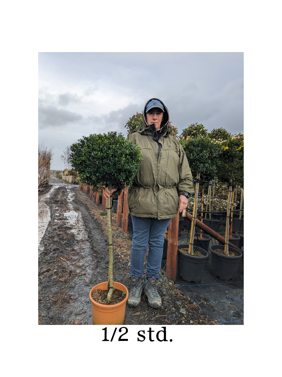 Ilex crenata - Half Standard -Clear Stem image 1