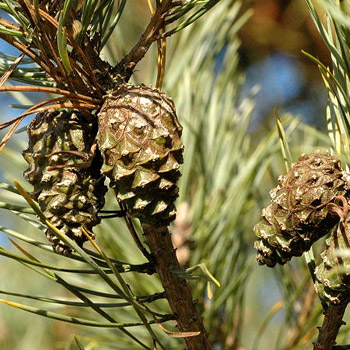 Pinus sylvestris (Scots Pine) - Bareroot - 30-45cm image 0